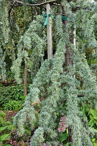 CEDRUS_DEODARA_PENDULA