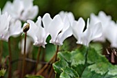 CYCLAMEN HEDERIFOLIUM AMAZE ME, (SYN. CYCLAMEN NEAPOLITANUM AMAZE ME)