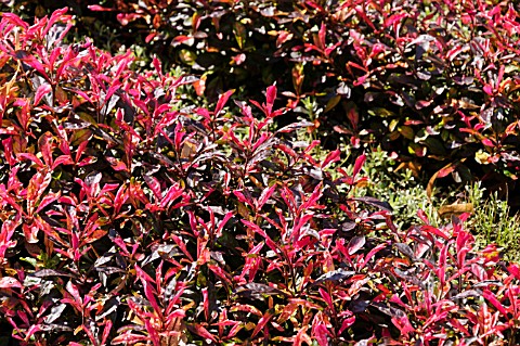 ALTERNANTHERA_BETTZICKIANA_RED_GREEN_YELLOW