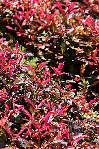 ALTERNANTHERA_BETTZICKIANA_RED_GREEN_YELLOW