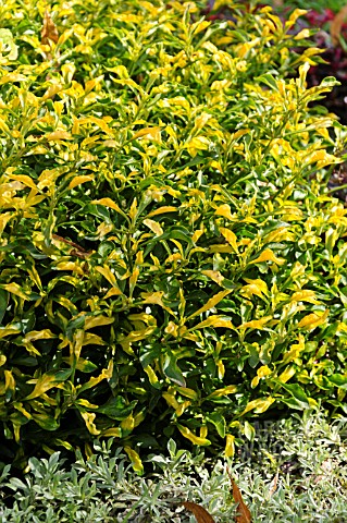 ALTERNANTHERA_BETTZICKIANA_GREEN_YELLOW