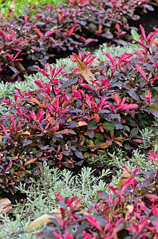 ALTERNANTHERA_BETTZICKIANA_RED_GREEN_YELLOW