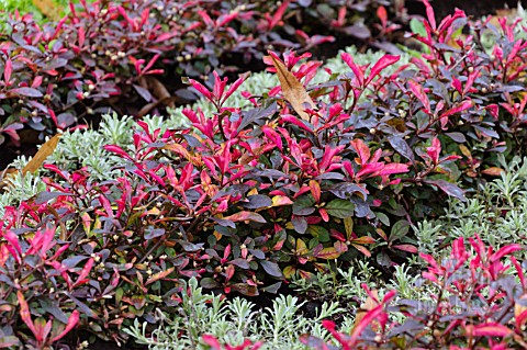 ALTERNANTHERA_BETTZICKIANA_RED_GREEN_YELLOW