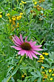 ECHINACEA PURPUREA AND TANACETUM VULGARE