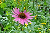 ECHINACEA PURPUREA AND TANACETUM VULGARE