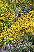 RUDBECKIA FULGIDA AND ASTER