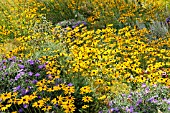 RUDBECKIA FULGIDA AND ASTER