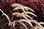 PENNISETUM SETACEUM RUBRUM