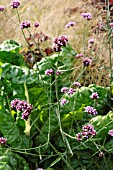 VERBENA BONARIENSIS