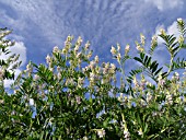 GALEGA OFFICINALIS, GOATS RUE