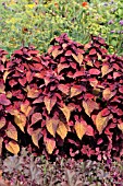 SOLENOSTEMON SCUTELLARIOIDES SEDONA, (SYN. COLEUS BLUMEI SEDONA)