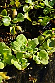 PISTIA STRATIOTES AND EICHHORNIA CRASSIPES