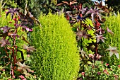 BASSIA SCOPARIA SYN. KOCHIA SCOPARIA AND RICINUS COMMUNIS