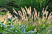 PENNISETUM ALOPECUROIDES HAMELN, (SYN. PENNISETUM COMPRESSUM HAMELN)