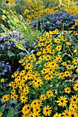 RUDBECKIA FULGIDA AND ASTER