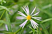 ASTER SUBSPICATUS
