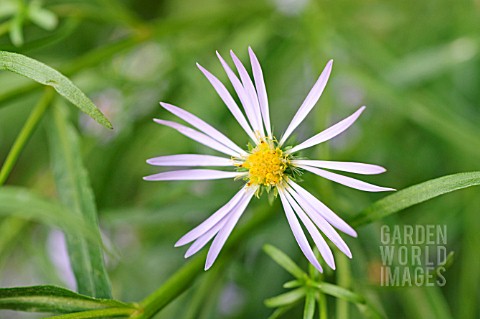 ASTER_SUBSPICATUS