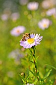 ASTER FOLIACEUS