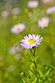 ASTER FOLIACEUS