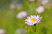 ASTER FOLIACEUS