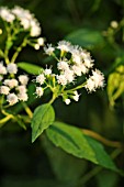 AGERATINA ALTISSIMA, (SYN. EUPATORIUM RUGOSUM)