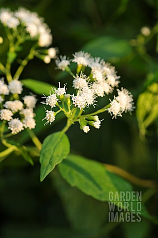 AGERATINA_ALTISSIMA_SYN_EUPATORIUM_RUGOSUM