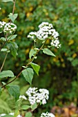 AGERATINA ALTISSIMA, (SYN. EUPATORIUM RUGOSUM)