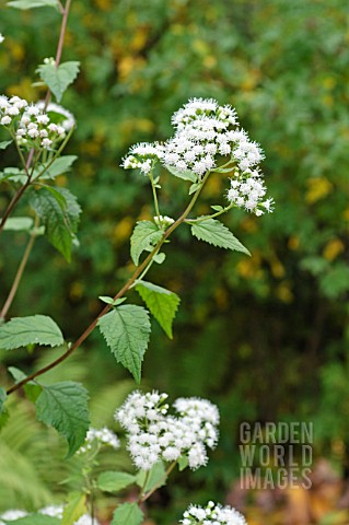 AGERATINA_ALTISSIMA_SYN_EUPATORIUM_RUGOSUM