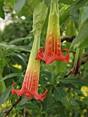 BRUGMANSIA SANGUINEA, ANGEL TRUMPET