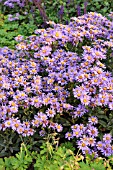 ASTER AMELLUS GLUECKSFUND