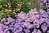 ASTER AMELLUS GLUECKSFUND AND ECHINACEA PURPUREA