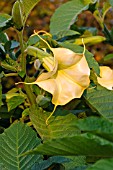 BRUGMANSIA AUREA