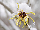 HAMAMELIS MOLLIS