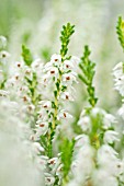 CALLUNA VULGARIS KERSTIN JACKE