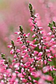 CALLUNA VULGARIS ATHENE
