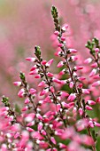 CALLUNA VULGARIS ATHENE