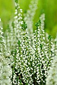 CALLUNA VULGARIS VELUWE