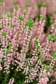 CALLUNA VULGARIS SISKA