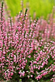 CALLUNA VULGARIS ATHENE