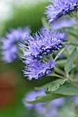 CARYOPTERIS X CLANDONENSIS