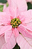 EUPHORBIA PULCHERRIMA PRINCETTIA PINK