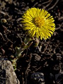 TUSSILAGO FARFARA, COLTSFOOT