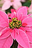 EUPHORBIA PULCHERRIMA PRINCETTIA HOT PINK