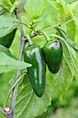 CAPSICUM ANNUUM JALASTAR