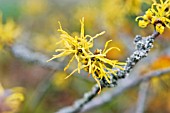 HAMAMELIS VIRGINIANA