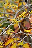 HAMAMELIS VIRGINIANA