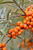 HIPPOPHAE RHAMNOIDES