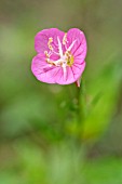 OENOTHERA ROSEA