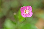 OENOTHERA ROSEA