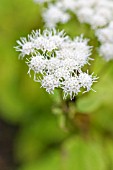 AGERATINA AROMATICA, (SYN. EUPATORIUM AROMATICUM)